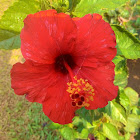 Red Hibiscus