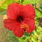 Red Hibiscus