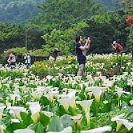 苗榜海芋園