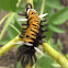 Milkweed Tussock Moth Caterpillar