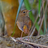 Rufous-tailed Robin