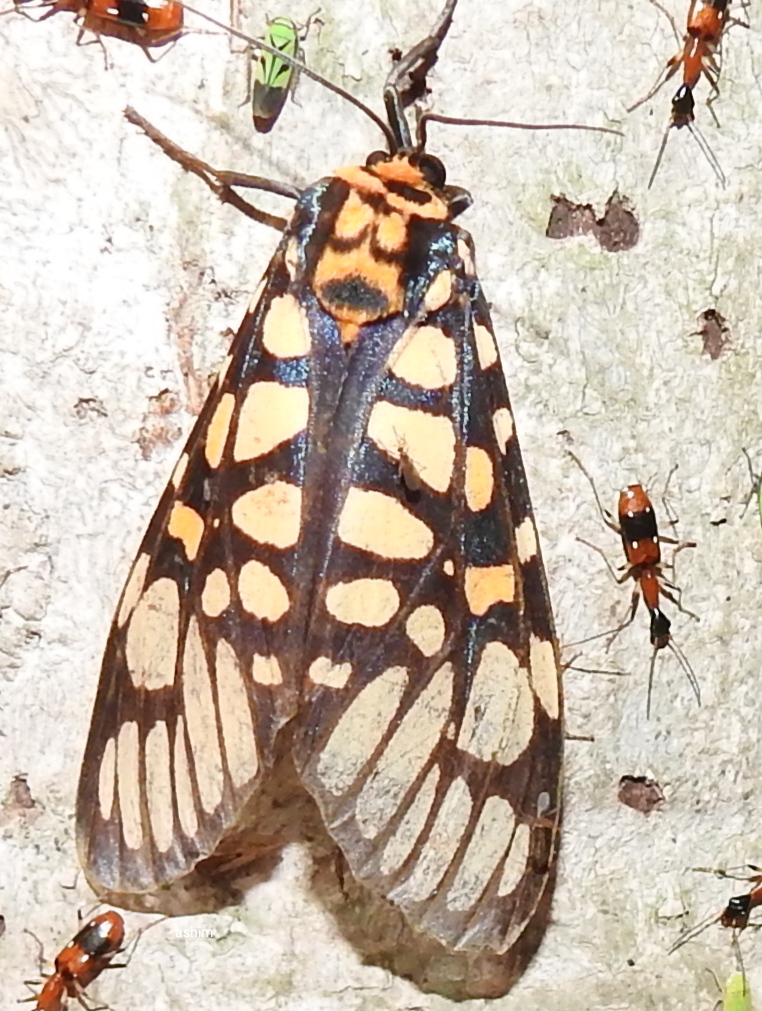 Tiger moth