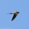 Barn Swallow; Golondrina Común