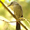 Gray catbird