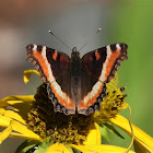 Milbert's tortoiseshell