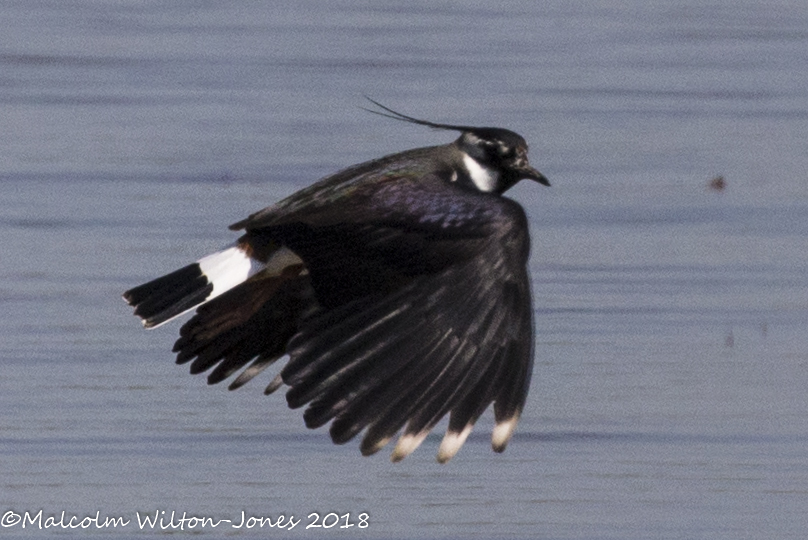 Lapwing