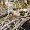 Winter Wren