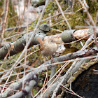 Winter Wren