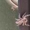 Jumping spider