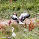 Greylag Goose