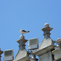 Il guardiano di Venezia di 