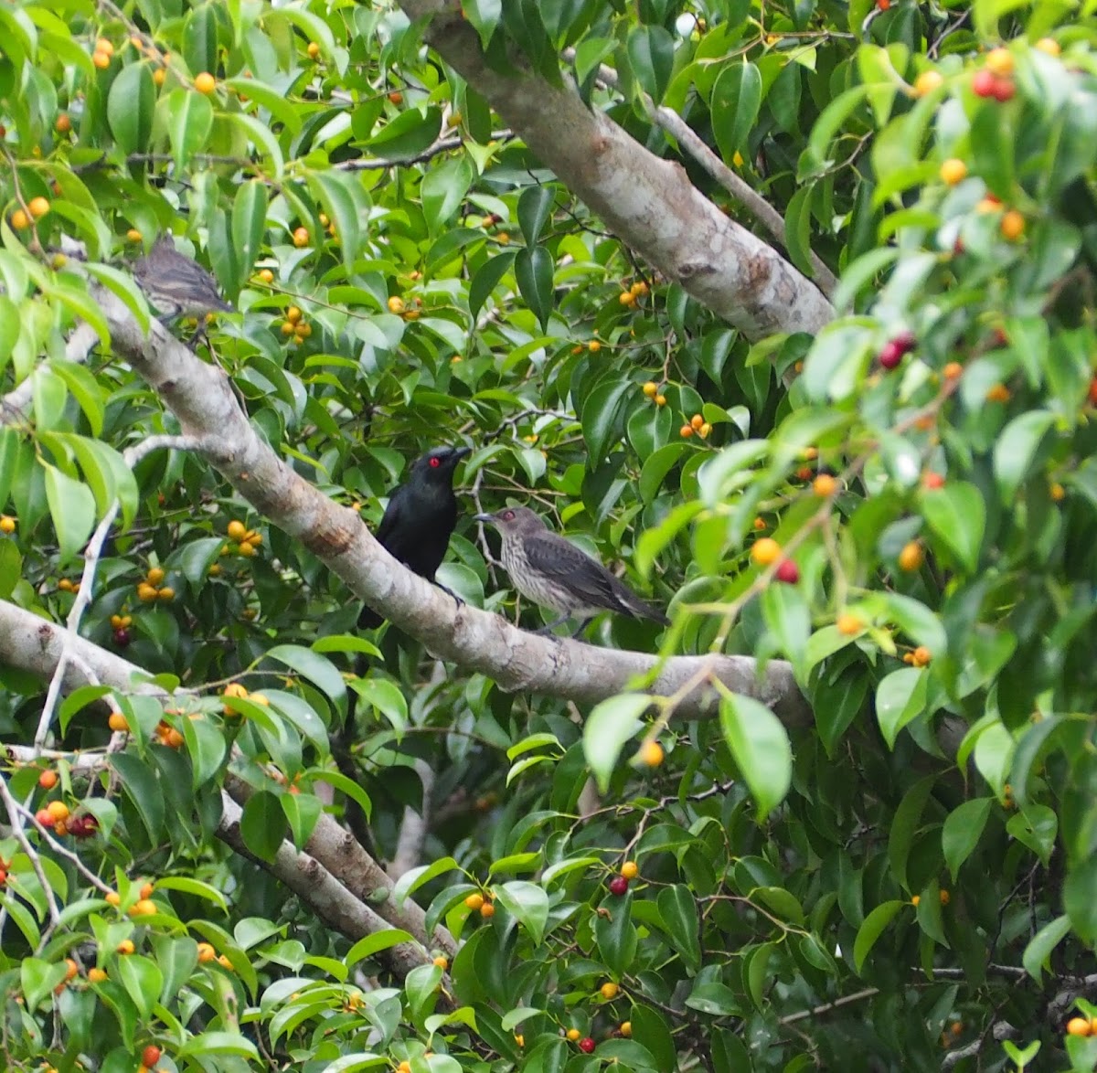 Asian Glossy Starling