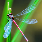 Large Red Damselfly; Caballito del Diablo Rojo