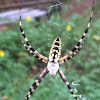 Yellow garden spider, female.