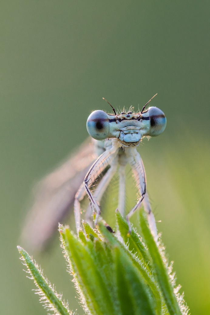 occhiblu di MauroV