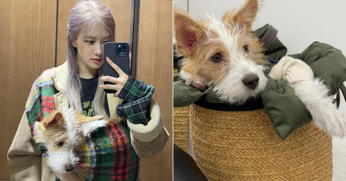 BLACK PINK - [IG] 201211 oukjae96 (a dog shelter rescue) thanked ROSÉ for  adopting Hank Good news! Miru was given a family under the name of Hank.  Thank you so much to