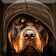 Rottweiler Wallpaper icon