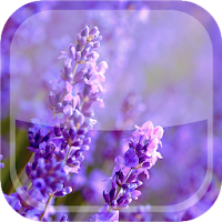 Lavender Live Wallpaper HD