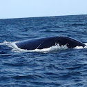 Southern Right Whale