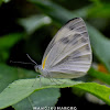 Indian Cabbage White