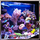 Download Aquarium Design Ideas For PC Windows and Mac 1.0