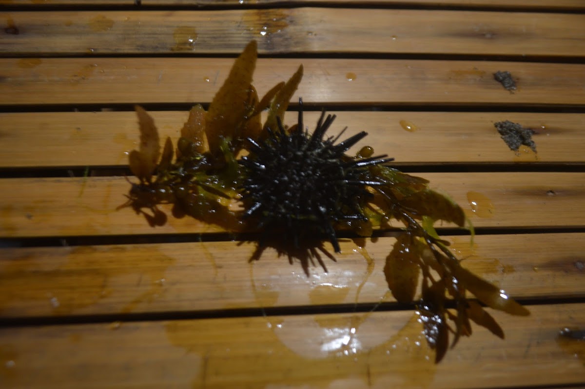 Black sea urchin