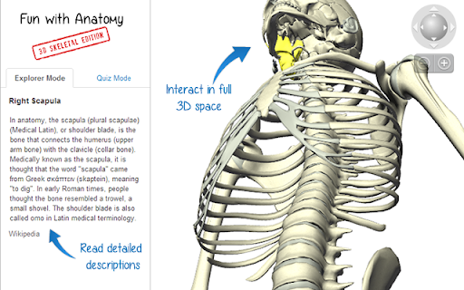 Fun with Anatomy: 3D Skeletal Edition