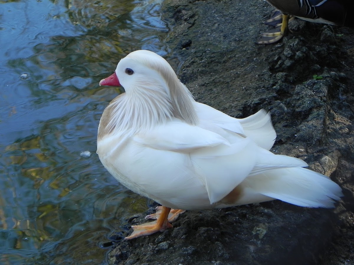 Mandarin Duck (leucistic)