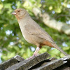 California towhee