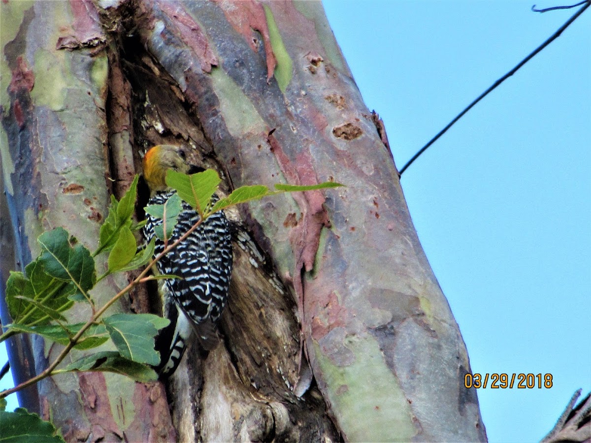 Hoffman's Woodpecker