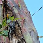 Hoffman's Woodpecker