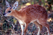 A juvenile Cape grysbok was killed by a dog on Park Island, part of the Zandvlei Estuary Nature Reserve in Muizenberg, Cape Town, on November 9 2020.