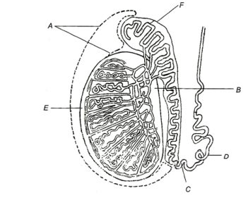 Male reproductive system