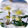 Winter Flowers Wallpapers icon