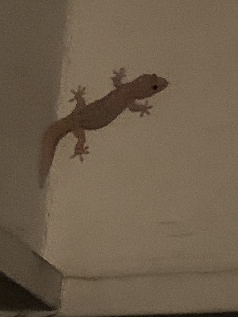 Mediterranean house gecko