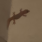 Mediterranean house gecko