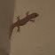 Mediterranean house gecko