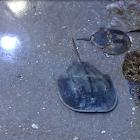 Atlantic Horseshoe Crab