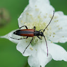 Longhorn Beetle