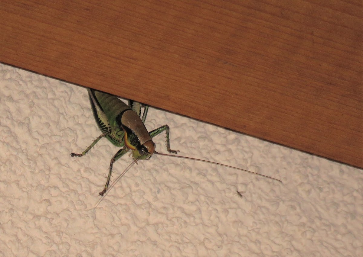 Bush Cricket