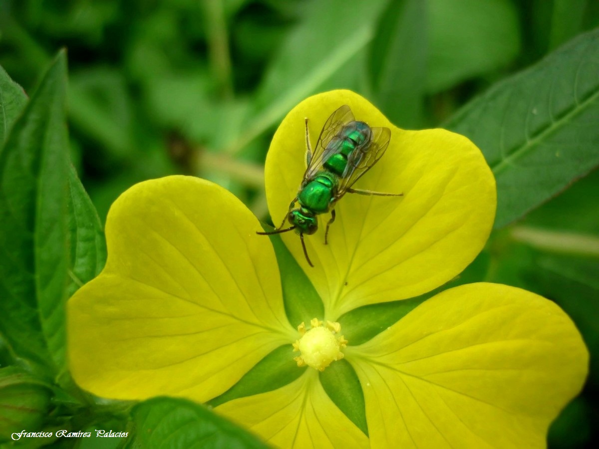 Metallic Green Sweat Bee