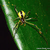 Orb Weaver Spider