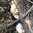 Oyster Mushroom