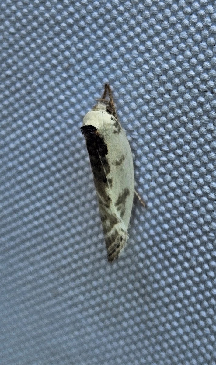 Schlaeger's fruitworm moth