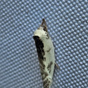 Schlaeger's fruitworm moth