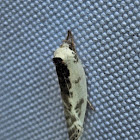 Schlaeger's fruitworm moth