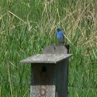 Mountain Bluebird