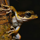 Dark eared tree frog