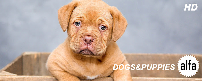 Dogs & Puppies Wallpapers Dog Puppy New Tab marquee promo image