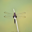 Pied Skimmer